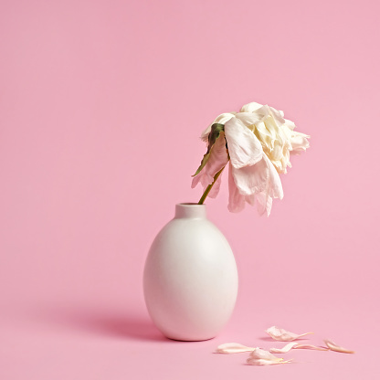 Fading white peony flower in white vase on pink background with scattered petals.